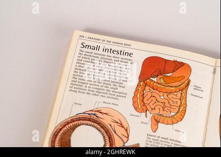 Öffnen Sie Seiten aus einer alten Ausgabe von Büchern über menschliche Körper, die von Medizinstudenten in der Vergangenheit verwendet wurden Stockfoto