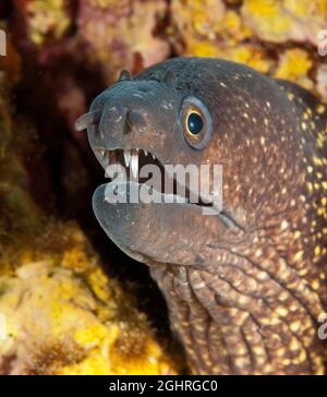 Nahaufnahme des Kopfes des Muränen-Aals (Muraena helena), des Mittelmeers, des Archipels La Maddalena, Sardinien, Italien Stockfoto