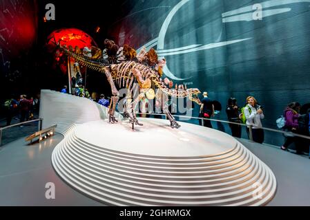 Skellet eines Stegosaurus-Dinosauriers, Ausstellung im Natural History Museum, London, England, Vereinigtes Königreich Stockfoto