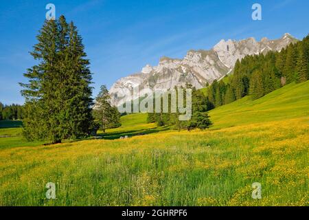 Blick von Lutertannen auf das Alpsteinmassiv mit Saentis in der Bergquelle, Kanton Appenzell, Schweiz Stockfoto