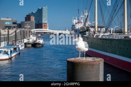 Eine Möwe am Hamburger Hafen vor der Oper. Stockfoto