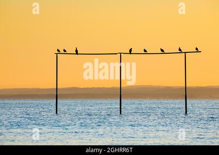 Blick von Arbon über den Bodensee bei Sonnenaufgang Stockfoto