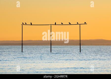 Blick von Arbon über den Bodensee bei Sonnenaufgang Stockfoto
