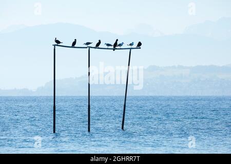 Blick von Arbon über den Bodensee Stockfoto