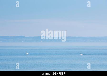 Zwei stumme Schwäne am schimmernden blauen Bodensee bei sonnigem Wetter und im Sommer blauer Himmel Stockfoto