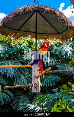 Ara, Kolonialstadt mit imposanten Höfen, Antigua, Antigua, Guatemala Stockfoto