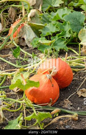 Winter Squash 'Uchiki Kuri'. Tropfenförmiger japanischer 'Hubbard'-Squash, auch bekannt als Red Kuri oder Red Onion Squash. Curcubita maxima Stockfoto