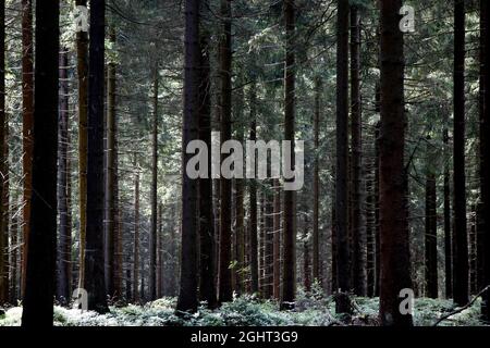 Thüringer Wald, Rennsteig, Höhenwanderweg am Altvaterturm am Wetzsteng, Grüngürtel, Grenzweg, ehemalige deutsch-deutsche Grenze Stockfoto