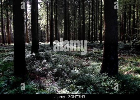 Thüringer Wald, Rennsteig, Höhenwanderweg am Altvaterturm am Wetzsteng, Grüngürtel, Grenzweg, ehemalige deutsch-deutsche Grenze Stockfoto