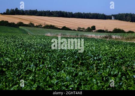 Beobachtungsturm der DDR-Grenztruppen, Grenzwachturm umgeben von Feldern an der ehemaligen innerdeutschen Grenze, Kolonnenweg, Lochplattenweg im Stockfoto