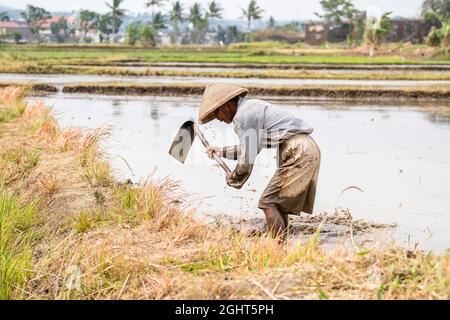 Landwirt, der im Reisfeld, auf den Terrassen von Jatiluwih, Java, Indonesien arbeitet Stockfoto