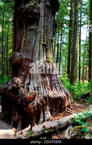 Eine Western Red Cedar (Thuja plicata) im Avatar Grove, Port Renfrew, Vancouver Island, British Columbia, Kanada Stockfoto