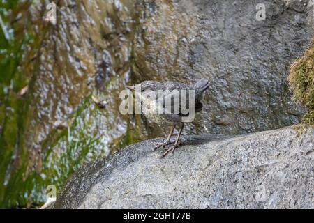 Weißbrusttaucher (Cinclus cinclus), Jungvögel, Vulkaneifel, Rheinland-Pfalz, Deutschland Stockfoto