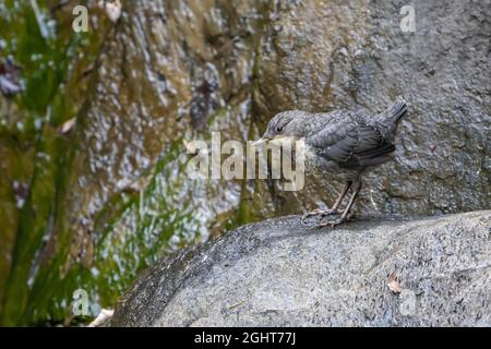 Weißbrusttaucher (Cinclus cinclus), Jungvögel, Vulkaneifel, Rheinland-Pfalz, Deutschland Stockfoto