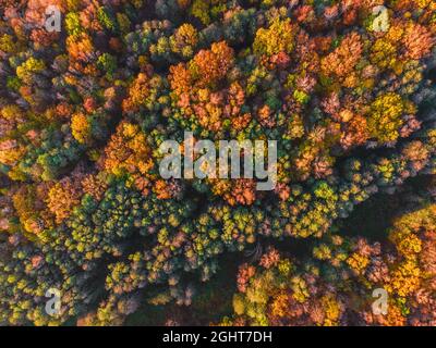 Luftaufnahme des Herbstwaldes. Schöne Landschaft mit Bäumen mit grünen, roten und orangefarbenen Blättern. Draufsicht von der Drohne Stockfoto