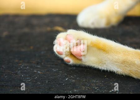 Nahaufnahme des Katzenbeins mit verschwommenem Hintergrund. Stockfoto