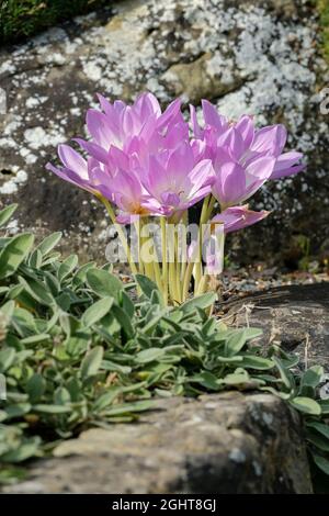 Colchicum speciosum, Riesensafran auf der Wiese, Herbstcrocus, lila-rosa Blüten im Frühherbst/Herbst Stockfoto