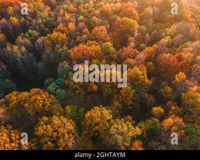 Luftaufnahme des Herbstwaldes. Schöne Landschaft mit Bäumen mit grünen, roten und orangefarbenen Blättern. Draufsicht von der Drohne Stockfoto