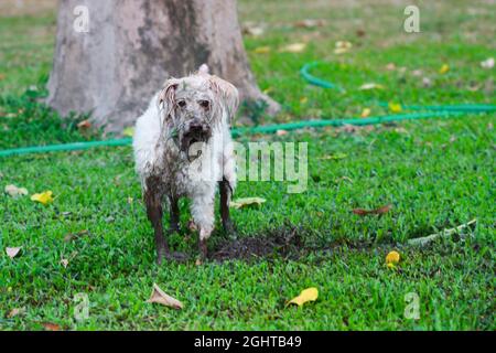 Hund spielt im Schlamm im Park und Hund ist schmutzig und schaut zur Kamera. Stockfoto