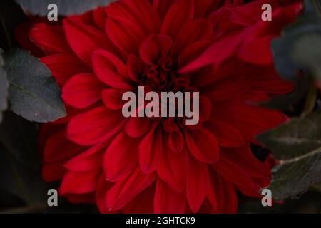 Georgina Blume aus der Nähe, Dahlia Blume Hintergrund. Herbstliche Ästhetik. Hochwertige Fotos Stockfoto
