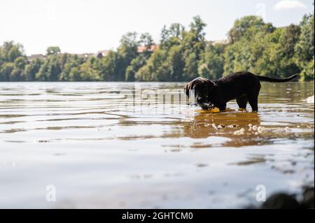 Niedlicher schwarzer labrador-Welpe holt Holzstab aus dem Fluss. Stockfoto