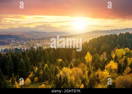 Blick von oben auf dichten Pinienwald mit Vordächern von grünen Fichten und bunt gelb üppigen Vordächer im Herbst Berge bei Sonnenuntergang. Stockfoto