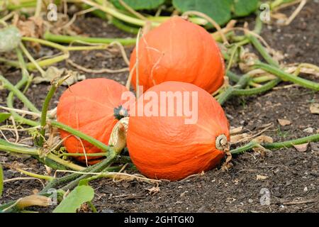 Winter Squash 'Uchiki Kuri'. Tropfenförmiger japanischer 'Hubbard'-Squash, auch bekannt als Red Kuri oder Red Onion Squash. Curcubita maxima Stockfoto