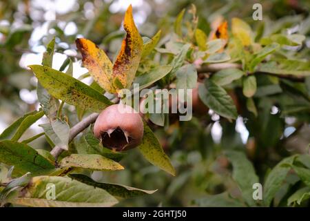 Iranische Medlar, eine Dessertsorte. Mespilus germanica iranisch. Iranische Medlar Frucht auf dem Baum Stockfoto