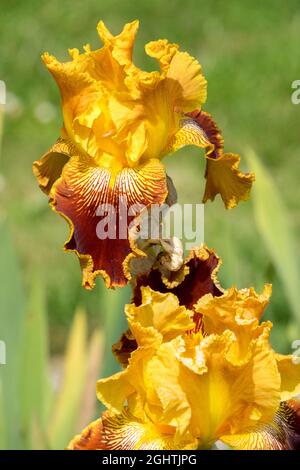 Goldene Blumen im Garten hohe Bartlilie 'Michigan Pride' Stockfoto