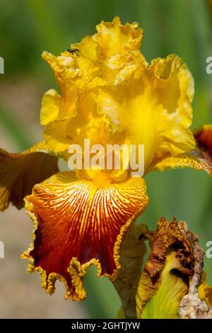 Blume mit hoher Bärtchenblume Iris „Michigan Pride“ Stockfoto