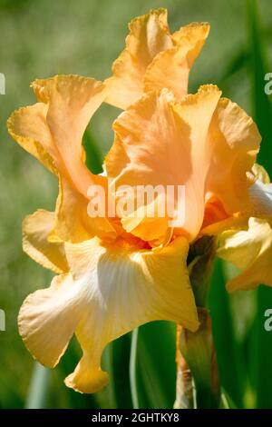 Schöne Aprikosen Garnelen Farben von hohen bärtigen Iris 'Aphrodisiakum' Stockfoto