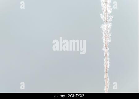 Blühende weiße Rohrblüten in einem dünnen Stiel, hellblau natürlich verschwommen im Hintergrund. Minimale Szene am Sommermorgen. Weicher Fokus auf Blumen. Stockfoto