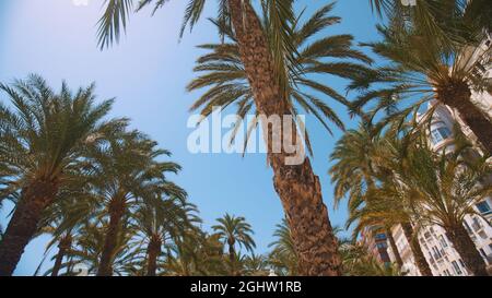 Palmen im niedrigen Winkel an einem hellen sonnigen Tag aufgenommen. Palmen vor dem klaren blauen Himmel. Konzept tropischer Gebiete. Kokospalmen, die im Wind wiegen. Perfekt für ein Hintergrundbild. Stockfoto