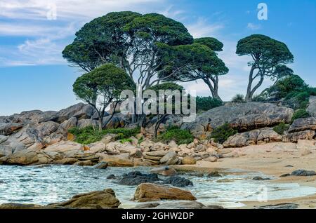 Bäume und felsige Küste in Bunker Bay, Dunsborough, Western Australia, Australien Stockfoto