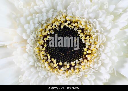 Extreme Nahaufnahme einer weißen Gerbera-Blume Stockfoto