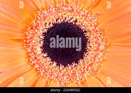 Extreme Nahaufnahme einer Orange Gerbera Blume Stockfoto