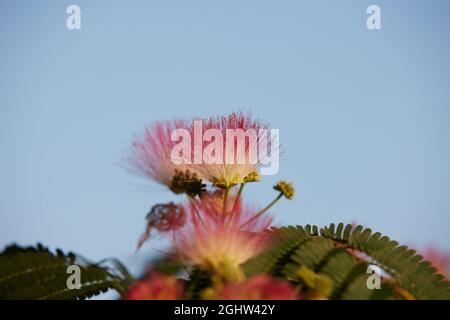 Blume von Albizia julibrissin im September gegen den blauen Himmel gesehen. Stockfoto