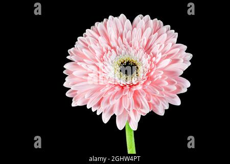 Wunderschöne rosa Gerbera Blume vor einem schlichten schwarzen Hintergrund fotografiert Stockfoto