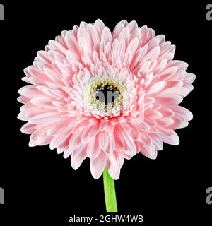 Wunderschöne rosa Gerbera Blume vor einem schlichten schwarzen Hintergrund fotografiert Stockfoto