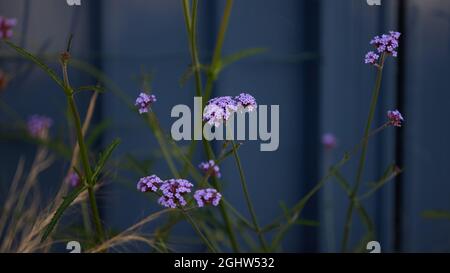 Verbena bonariensis Blumen und Pflanzen. Stockfoto