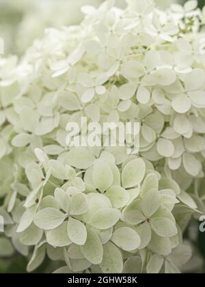 Hell leuchtende weiße Hydrangea Blumen Hintergrund. Natur blumig bacground Stockfoto