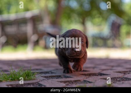 Chocolate Labrador der Welpe, der zur Kamera läuft, Österreich Stockfoto