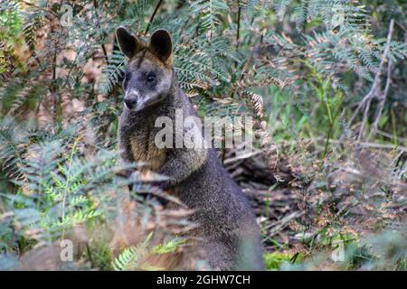 Dunkelbrauner Sumpf Wallaby (Wallabia bicolor) im Wald hört für Gegner. New South Wales, Australien Stockfoto