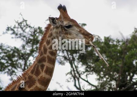 Giraffe frisst die Knochen von Hear Death Vater. Kruger-Nationalpark, Südafrika Stockfoto