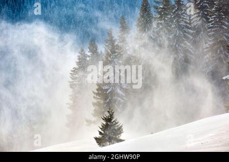 Hohe immergrüne Kiefern bei starkem Schneefall im Winterbergwald an kalten, hellen Tagen. Stockfoto