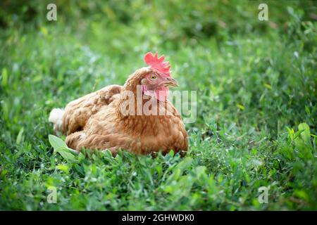 Die Henne sitzt auf Eiern im Gras im Hinterhof. Die Henne sollte nicht unnötig gestört werden. Selektiver Fokus Stockfoto