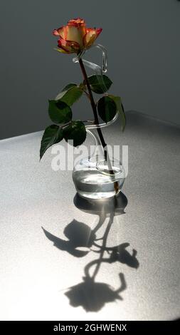 Nahaufnahme einer hinterleuchteten Rose in einer dekorativen handgegeblasenen Glasvase. Im Vordergrund Schatten und Lichtreflexe. Stockfoto