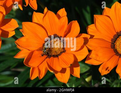 Eine Biene wurde von der schönen Farbe der Dahlie angezogen. Stockfoto
