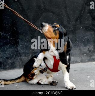 Langohrhund für einen Spaziergang in der Stadt Stockfoto