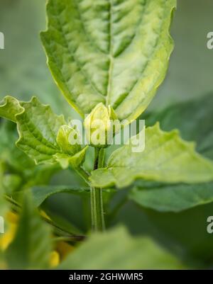 Kleine Tomatillos tauchten gerade nach der Bestäubung aus nächster Nähe auf. Gelb-grüne Toma Verde tomatillos auch bekannt als mexikanische Husktomate und Physalis philadelp Stockfoto